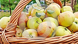 Fresh harvest of ripe apples in a wicker basket. Autumn harvest. Apple Saved