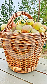 Fresh harvest of ripe apples in a wicker basket. Autumn harvest. Apple Saved