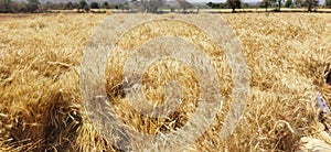 Fresh harvest of wheat crops. Golden agriculture field