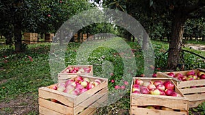 Fresh harvested apples in a wooden crates in an orchard