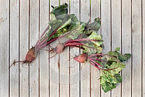 Fresh harvested beetroots