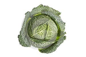 Fresh harvested cabbage with the outer leaf still intact. Isolated on white photo