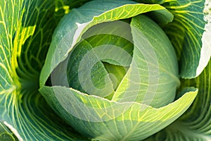 Fresh harvested cabbage with the outer most leaves still intact and open.