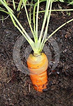 Fresh harvested carrots