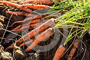Fresh harvested carrots on the ground in the garden on the planting bed