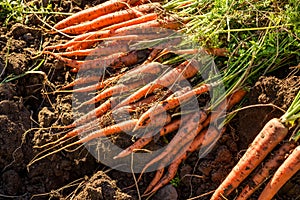 Fresh harvested carrots on the ground in the garden on the planting bed