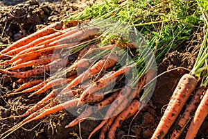 Fresh harvested carrots on the ground in the garden on the planting bed