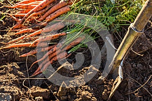 Fresh harvested carrots on the ground in the garden on the planting bed