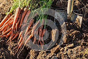 Fresh harvested carrots on the ground in the garden on the planting bed