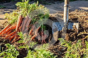 Fresh harvested carrots on the ground in the garden on the planting bed