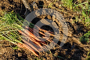 Fresh harvested carrots on the ground in the garden on the planting bed