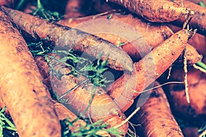 Fresh Harvested Carrots on a market stall. Natural, healthy, organic vegetables. Local produce at the autumn farmers