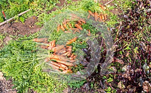 Fresh harvested carrots on the soil