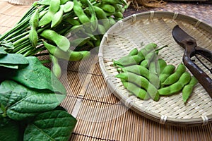 Fresh harvested edamame soybeans