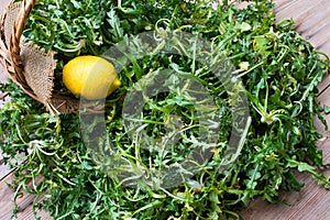 Fresh harvested green dandelion leaves on wooden table