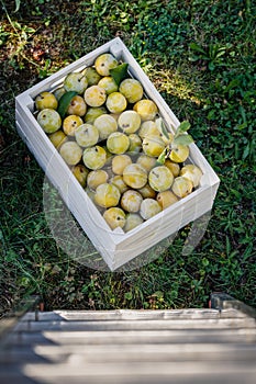 Fresh harvested greengage in crate