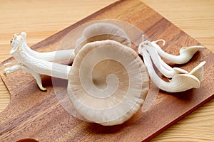 Fresh Harvested Indian Oyster Mushrooms Ready for Cooking