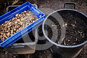 fresh harvested Jerusalem artichoke tubers ar filled in a bucket