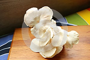 Fresh Harvested Oyster Mushrooms Ready for Cooking