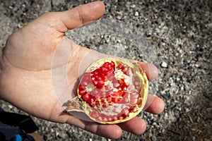 Fresh harvested pomegranate on a hand