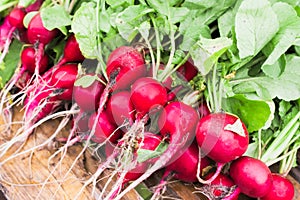 Fresh harvested radish. Bright root crops