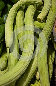 fresh harvested raw Indian Armenian Cucumbers or Cucumis Melo at vegetable store for sale