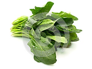 Fresh harvested spinach isolated on white