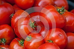 Fresh harvested tomato in a box