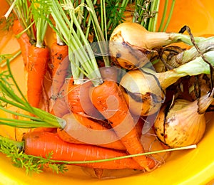 Fresh harvested vegetables, onion and carrots