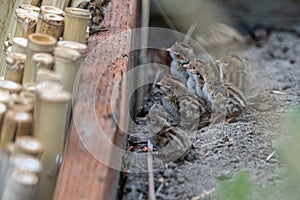 Fresh Hatchlings of California Quail