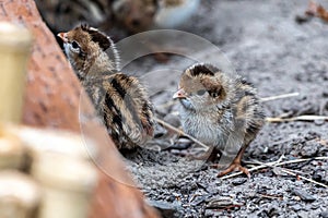 Fresh Hatchlings of California Quail