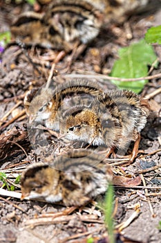 Fresh Hatchlings of California Quail