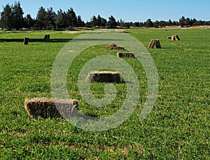 Fresh hay bails in field