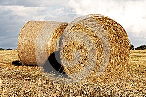 Fresh hay bales