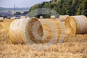 Fresh hay bales