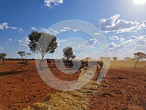 Fresh Hay for Starving Cattle