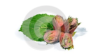Fresh hazel nuts with hazel tree leaf.