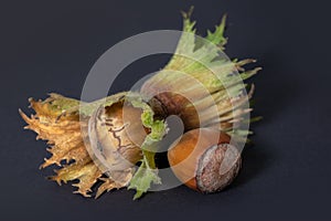 Fresh hazelnut close up on darck background