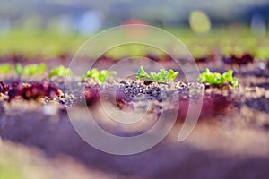 Fresh head of lettuce on an agrarian field, spring time