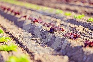 Fresh head of lettuce on an agrarian field, spring time