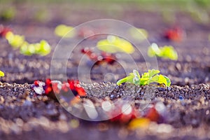 Fresh head of lettuce on an agrarian field, spring time