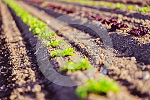 Fresh head of lettuce on an agrarian field, spring time