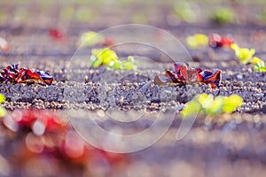 Fresh head of lettuce on an agrarian field, spring time