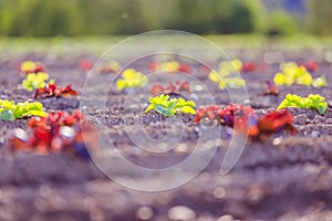 Fresh head of lettuce on an agrarian field, spring time