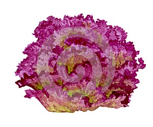 Fresh head of red lettuce. lollo rossa. Watercolor element