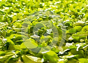 Fresh healing green mint leaves background. Seasoning Peppermint