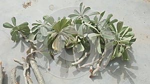 Fresh and healthy adenium plant cuttings ready for planting.