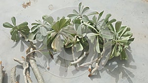 Fresh and healthy adenium plant cuttings ready for planting. photo