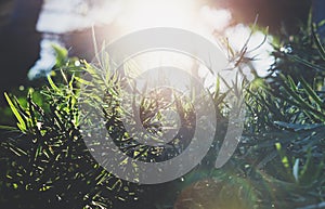 Fresh healthy bio background blur natural with abstract blurred foliage and bright summer flare sunlight backdrop in the park