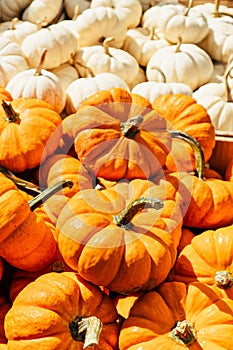 Fresh healthy bio pumpkins, type of winter squash, on farmer agricultural market at autumn. Healthy food. Halloween or